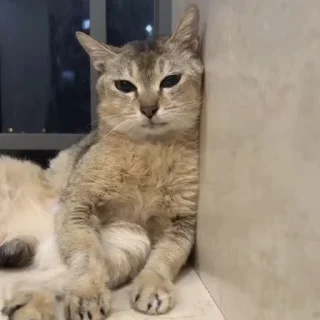 Video sticker 🐾 Mei Mei Cat