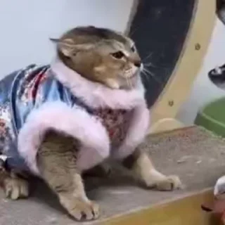 Video sticker 🐾 Mei Mei Cat