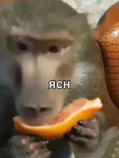 Video sticker 👌 Больше стиков тут: @stikery4