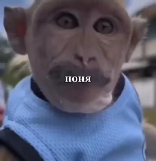 Video sticker 👍 Больше стиков тут: @stikery4