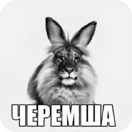 Telegram sticker 🐱 АМИРКА ГЛАВА КАРТЕЛЯ ПРЯНИКОВ
