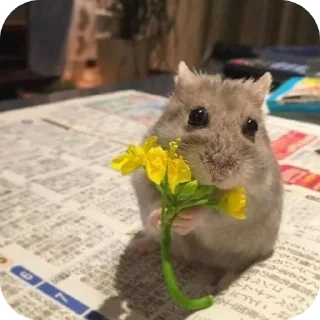 Telegram sticker 🐱 @sweetyfamily27 hamsters