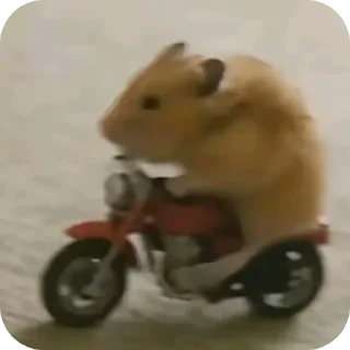 Telegram sticker 🚗 @sweetyfamily27 hamsters