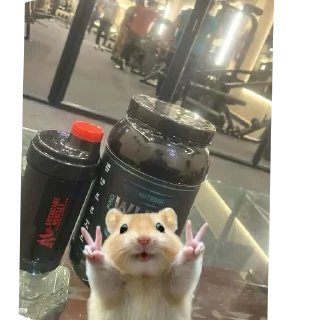 Telegram sticker 🐱 @sweetyfamily27 hamsters