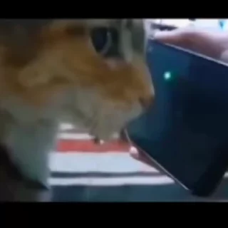 Video sticker 🌟 — Письки.    ㅤㅤㅤㅤㅤㅤㅤㅤㅤㅤㅤㅤ :: @fStikBot