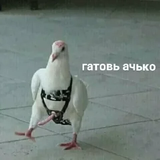 Telegram sticker 👌 Больше стиков тут: @stikery4