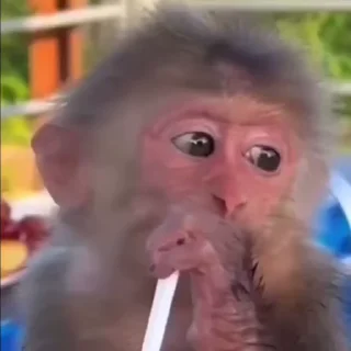 Video sticker 😗 Больше стиков тут: @stikery4