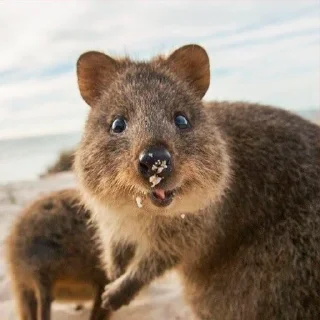 Sticker 😊 Quokka (@pt_stickers)