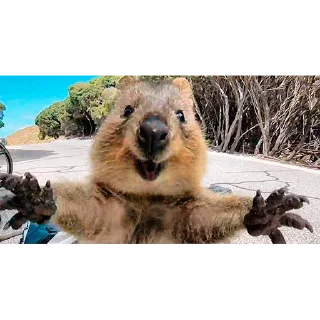 Video sticker 🤗 Quokka (@pt_stickers)