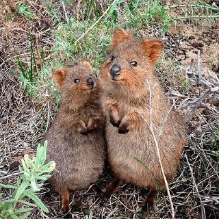 Video sticker 👫 Quokka (@pt_stickers)