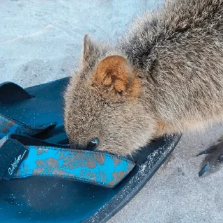 Video sticker 🔍 Quokka (@pt_stickers)
