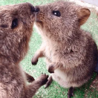Telegram sticker 😚 Quokka (@pt_stickers)