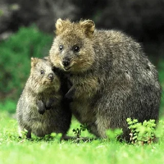 Telegram sticker 👨‍👧 Quokka (@pt_stickers)