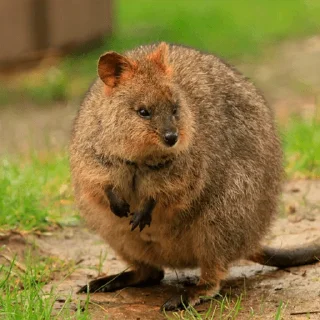 Telegram sticker 😠 Quokka (@pt_stickers)