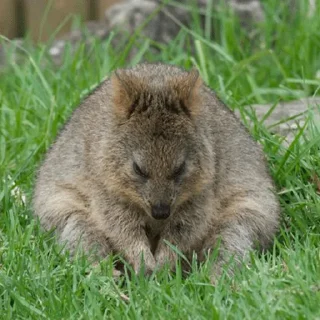 Telegram sticker 😞 Quokka (@pt_stickers)