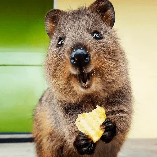 Telegram sticker 😋 Quokka (@pt_stickers)