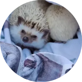 Video sticker 🌟 @chikapitsa :: @fStikBot