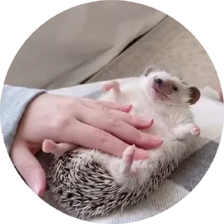 Video sticker 🌟 @chikapitsa :: @fStikBot