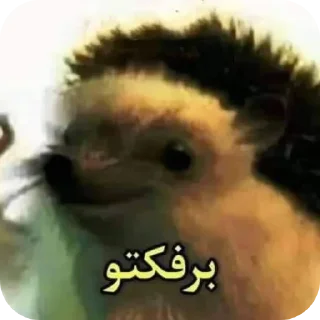 Video sticker 🐶 @Amar098Ali