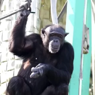 Video sticker 🥹 Бибизяны 7 > @bibizyankii