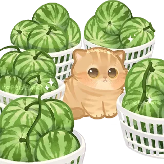 Video sticker 🍉 кошьк