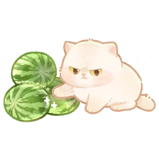 Video sticker 🍉 кошьк