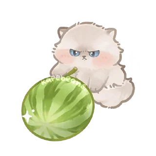 Video sticker 🍉 кошьк