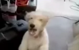 Video sticker 💋 Moonlight - @MoonlightRomania