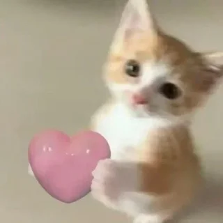 Телеграм стикер ❤️ @webtrill