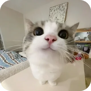 Telegram sticker 🐱 Котики