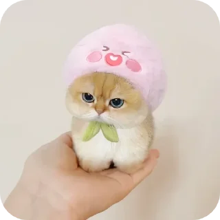 Video sticker 🧸 Котики