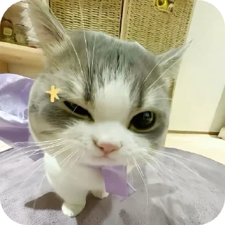 Telegram sticker 🐱 Котики