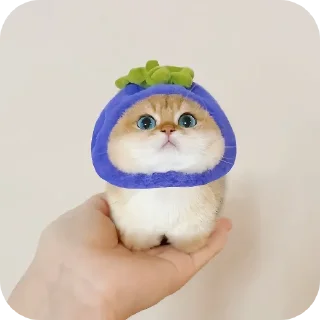 Video sticker 🧸 Котики