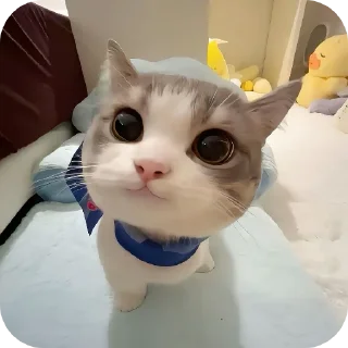 Telegram sticker 🐱 Котики