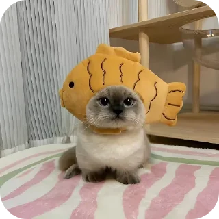 Telegram sticker 🐱 Котики