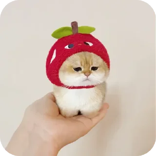 Video sticker 🎄 Котики