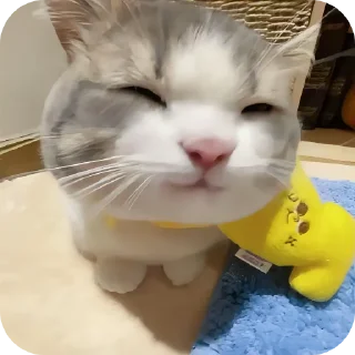 Telegram sticker 🐱 Котики