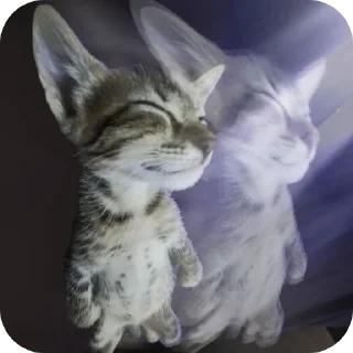 Video sticker 🐱 Гумно
