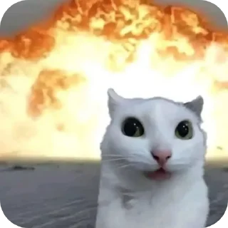 Video sticker 🐱 Гумно