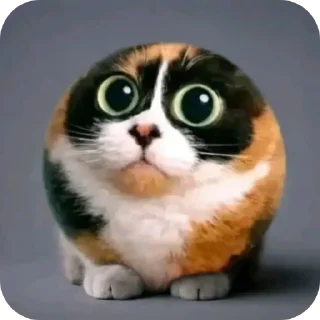 Telegram sticker 🐱 Гумно