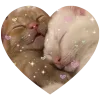Video sticker 🤩 kitties love 💕 ...