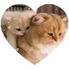 Video sticker 🤩 kitties love 💕 ...