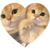 Sticker 🤩 kitties love 💕 @iamnotportman