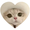 Sticker 🤩 kitties love 💕 @iamnotportman