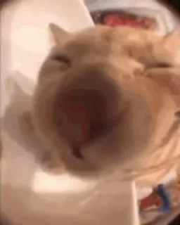 Video sticker 😽 Больше стиков тут: @stikery4