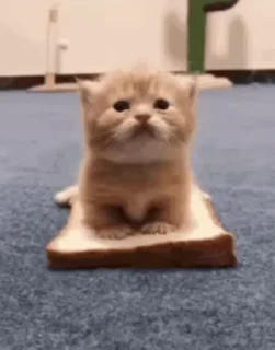 Телеграм стикер 🥪 Больше стиков тут: @stikery4