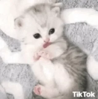 Video sticker 🌸 Больше стиков тут: @stikery4