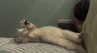 Video sticker 🫣 Больше стиков тут: @stikery4