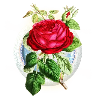Telegram sticker 🌹 Rumi 🌻 by @Art_Rumi