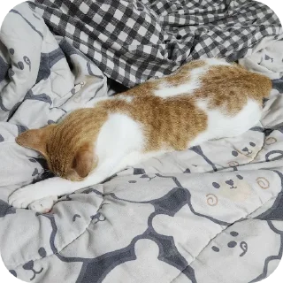 Telegram sticker 🐱 jiejie